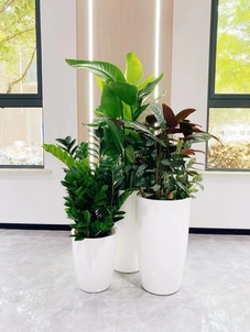 探寻宁波北仑花卉租摆方案，装点多彩生活